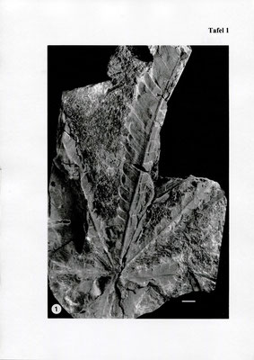 Fig. 1: Nilsonia acuminata (PRESL) GÖPPERT, No. 13.2.034 - Liegendplatte des Blattschopfes; Maßstab = 1cm
