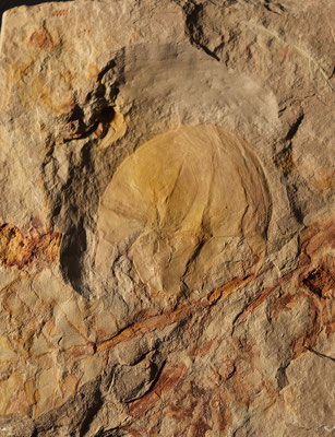 The 5 cm long, unimposing fossil of a horseshoe crab now considered Franconiolimulus pochankei. Collection: Museum Nierstein; Image credit: Andreas Hecker.