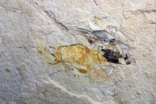 Counterpart of the holotype (BSPG 1964XXII 103b)