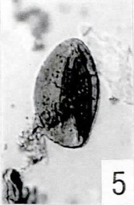 5. Monosulcites minimus [Pech 1-04: 34,7/95,5] (IC)