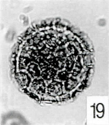 19. Pterosphaeridia sp. [Pech 1-14: 44,0/111,5]