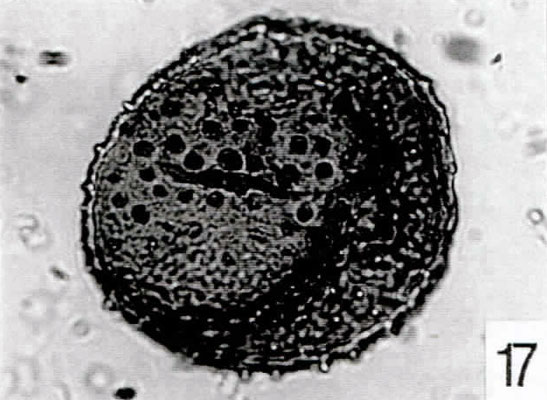 17. Porcellispora longdonensis [Pech 1-01: 46,4/99,7]