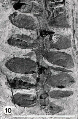 10. "Albertia" sp., beblätterter Zweig. Coburger Sandstein, Steinbruch an der Passmühle, Ebelsbachtal.