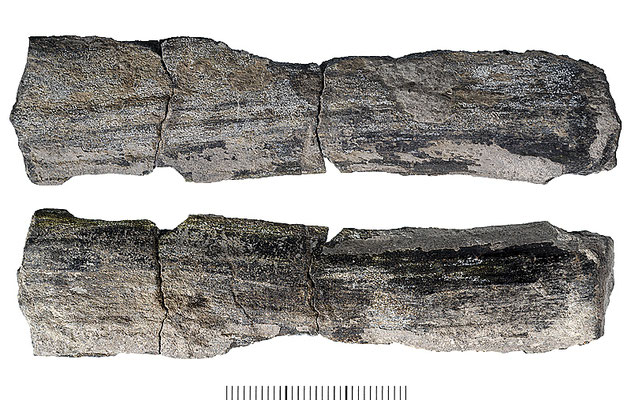 Abb. 17: Holzfragment, unbestimmt; Spirka Mb, Adelholzen Fm; Zementstbr. Rohrdorf (Photo Janssen 2008)