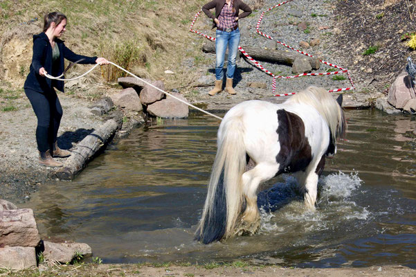 Finni im Wasser