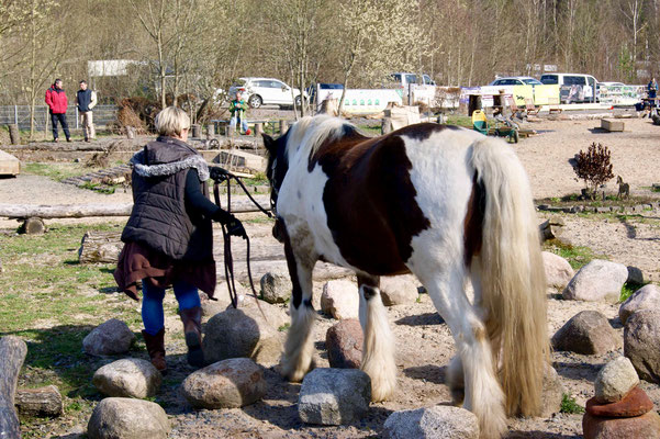 Martina und Shamrock