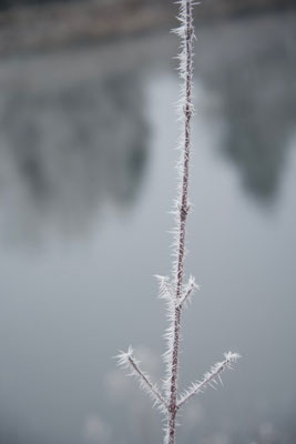 Frost 3
