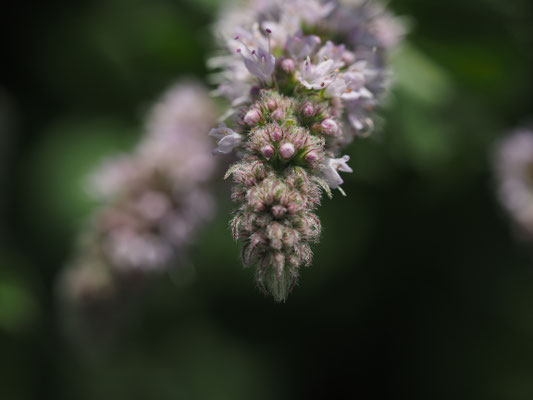 Wunder der Natur
