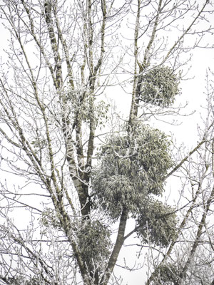 im Winter 1