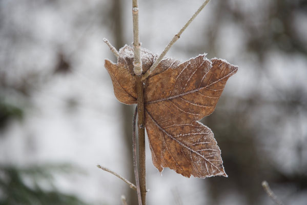 Frost 1