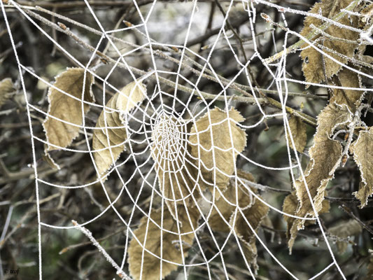 "Insektennetz"