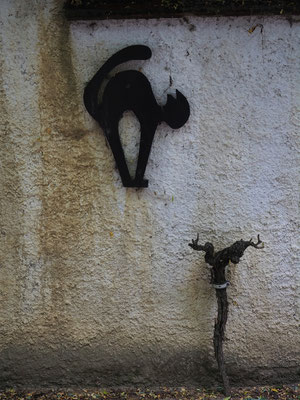 im Weinviertel 1