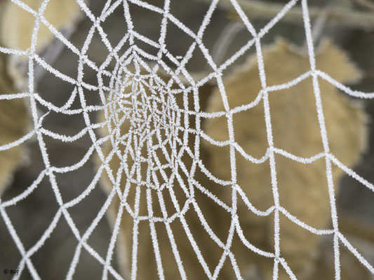 der Spinne ist kalt