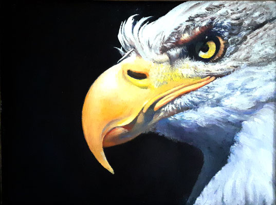 aquila-olio su cartoncino-30x40