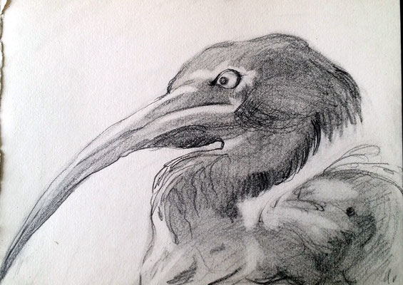 ibis- disegno su carta
