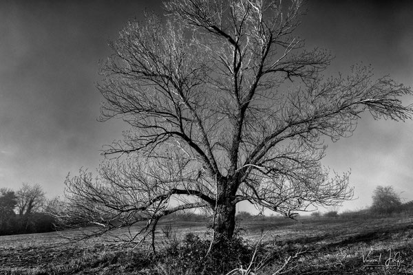 Arbre Emblavez. © Vincent Jolfre