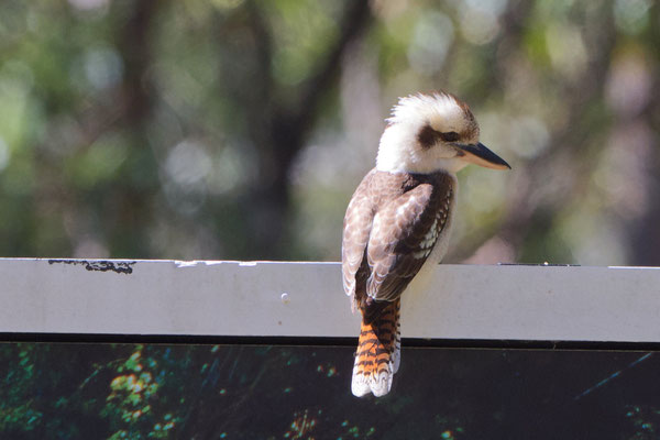 Eisvogel in Queensland, Australien: Jaegerliest  (Dacelo novaeguineae) 