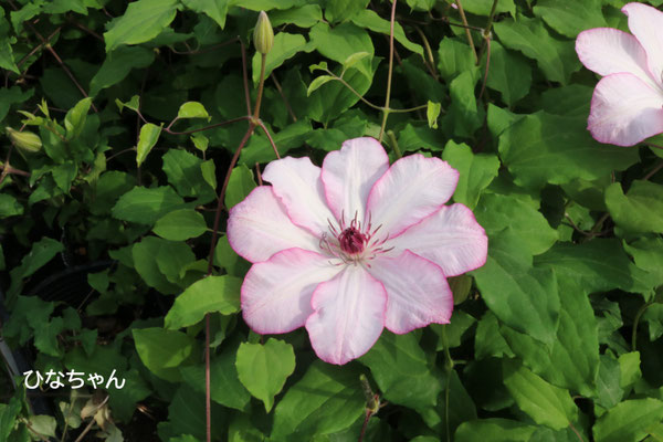 （ひなちゃん）長女様作出