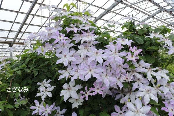 （さざなみ）長男様作出