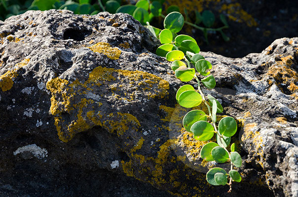 Pantelleria