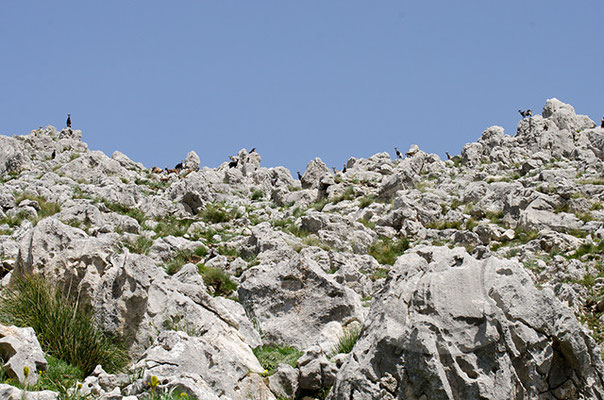 Ziegen im "Parco dei Nebrodi" auf dem Bergmassiv zwischen Alcara li Fusi und Longi