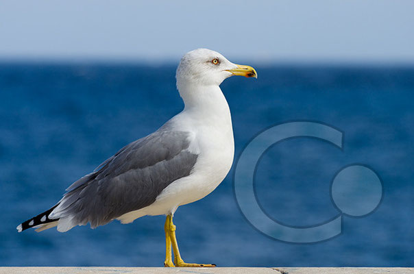 Trapani