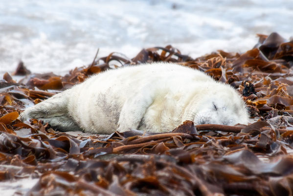 Ellen auf Helgoland
