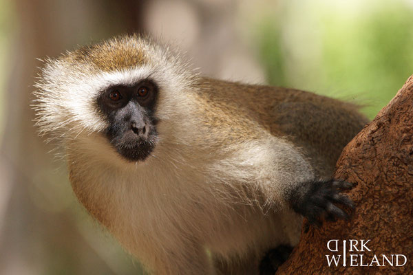 Grüne Meerkatze (KENIA)