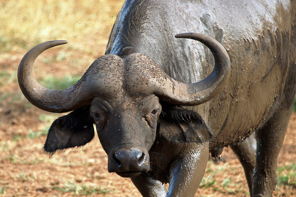 Kaffernbüffel (KENIA)
