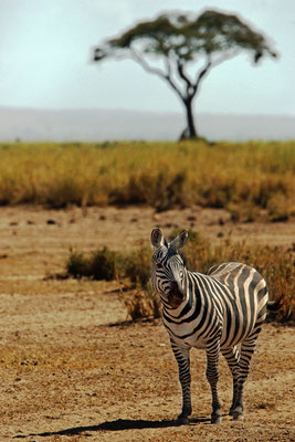 Zebra (KENIA)