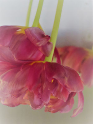 Poesie der Natur 12