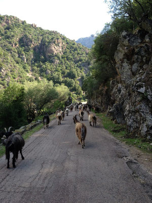 Chèvres sur la route