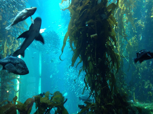 Aquarium de Monterey