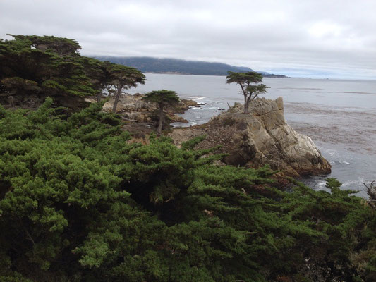 Monterey: Le 17 miles drive