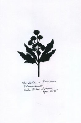 Wunderbaum Ricinus