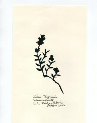Wilder Thymian