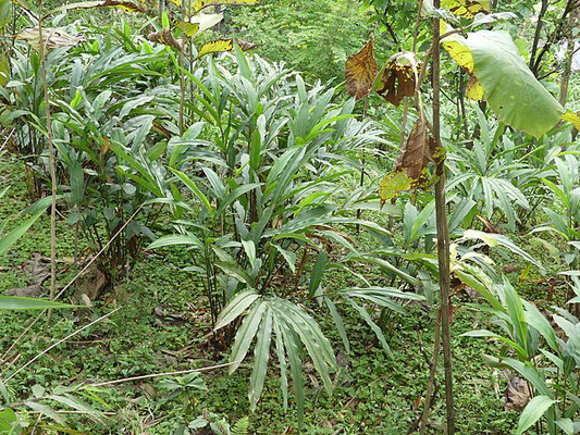 Von A. J. T. Johnsingh, WWF-India and NCF - Eigenes Werk, CC BY-SA 3.0, https://commons.wikimedia.org/w/index.php?curid=59466518