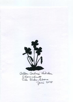 Gelbes Galmei Veilchen
