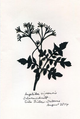 Angelikasinensis