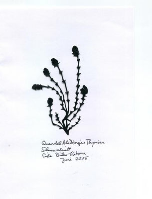 Quendelblatt