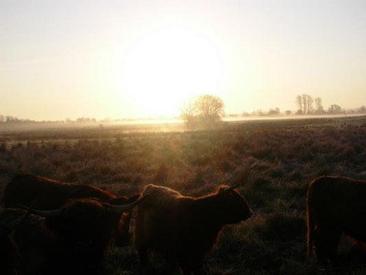 Rinder im Morgendunst
