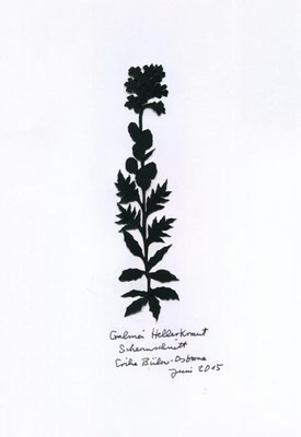 Galmei Hellerkraut