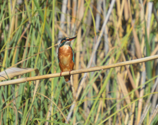 Eisvogel