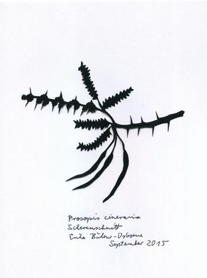 Prosopis cineracia