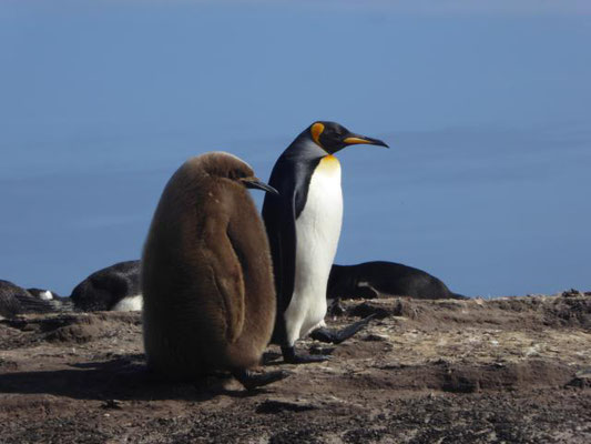 Königs Pinguin mit Küken