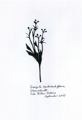 Guayule Kautschuk