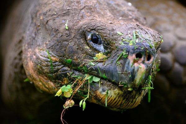 Galápagos Riesenschildkröte