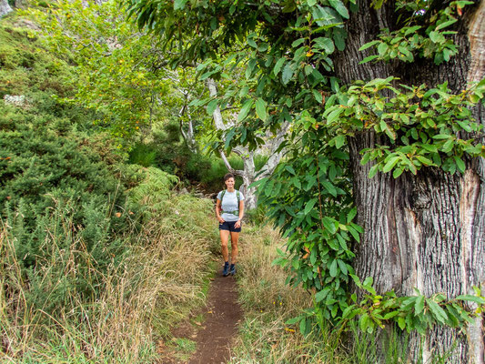 Madeira - die schönsten Wandertouren auf der Blumeninsel (hier: Gipfeltour auf den Pico Grande)