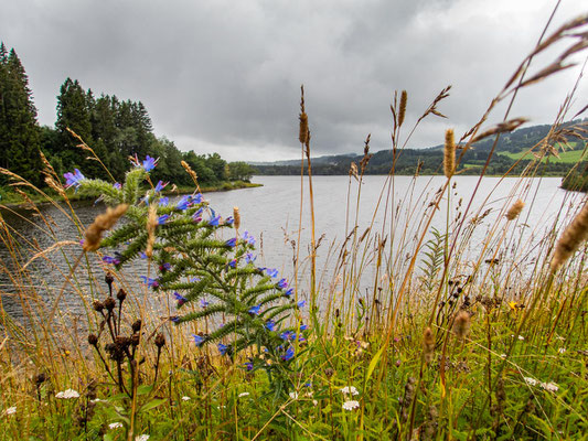 Rundwanderung am Grüntensee: Teilnehmende des Integrationsprojekts Wanderglück genießen die gemeinsame Rundwanderung am malerischen Grüntensee im Allgäu, erleben Natur und Gemeinschaft trotz Regen und entdecken die Vielfalt der Landschaft