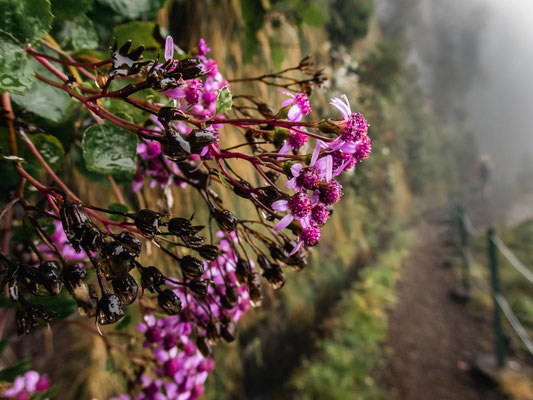 Madeira - die schönsten Wandertouren auf der Blumeninsel (hier: Lombo do Mouro Tour zum Pinaculo Felsen entlang der Levada da Serra)